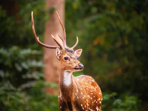 Chital deer with antlers in lush Karnataka forest, showcasing Indian wildlife. jigsaw puzzle
