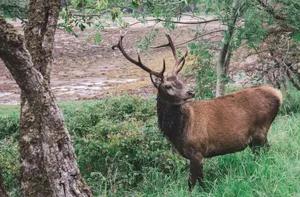 A majestic red deer stag with antlers stands in a vibrant, lush forest area, showcasing nature's beauty. jigsaw puzzle