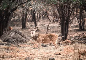 A beautiful spotted deer with antlers stands gracefully in a serene forest setting. jigsaw puzzle