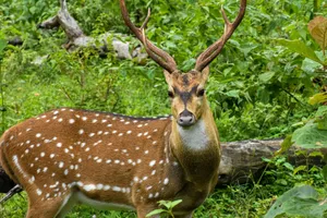 A stunning close-up of a spotted deer amidst the verdant foliage in Ooty, Tamil Nadu, India. jigsaw puzzle