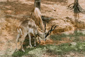 Two Blackbuck antelopes with spiraled horns grazing in a park setting. jigsaw puzzle