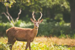 A deer with antlers standing in a vibrant green forest during summer. jigsaw puzzle