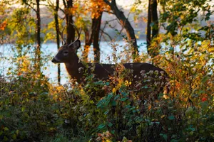 A deer with antlers standing in a sunlit autumn forest, surrounded by colorful foliage. jigsaw puzzle