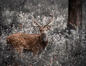 Beautiful spotted deer standing in a peaceful forest environment. Captured in daylight, showcasing nature's elegance. jigsaw puzzle