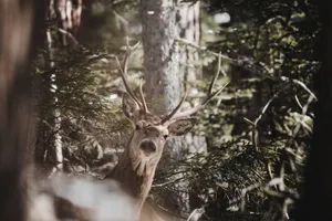 A majestic deer with antlers stands in a dense, sunlit forest, showcasing its natural beauty. jigsaw puzzle
