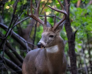 Close-up of a white-tailed deer buck with antlers in a lush forest. jigsaw puzzle