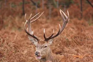 A red deer stag with impressive antlers amidst autumn foliage in the wild. jigsaw puzzle