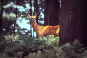 A serene doe standing amidst ferns in a sunlit forest, capturing a tranquil nature moment. jigsaw puzzle