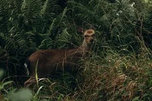 A deer camouflaged amidst lush forest foliage, exemplifying wildlife photography. jigsaw puzzle