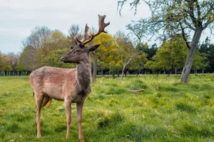 A deer stands gracefully in a lush green forest landscape, embodying wildlife serenity. jigsaw puzzle