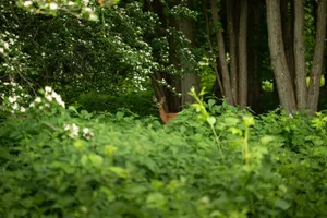 A deer peeks through dense greenery in a tranquil forest setting. jigsaw puzzle