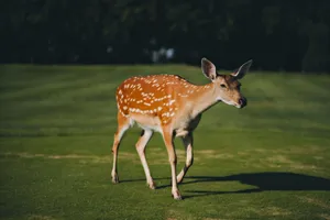 Close-up of a sika deer with spotted fur grazing in a sunny grass field. jigsaw puzzle