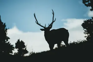 A stunning silhouette of a deer with antlers against a blue sky and trees. jigsaw puzzle