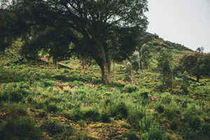 Deer in a lush green forest, standing under a large tree, epitomizing wildlife serenity. jigsaw puzzle
