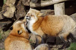 A pair of red foxes playfully interacting in a forest setting, showcasing their natural behavior. jigsaw puzzle