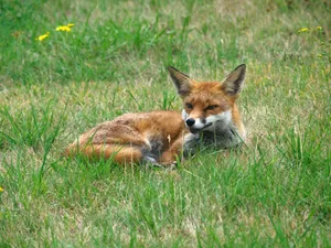 A red fox lies comfortably in a grassy field, showcasing its natural beauty. jigsaw puzzle