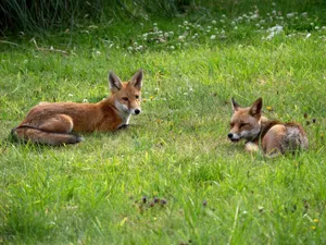 Two red foxes resting on a grassy field, showcasing wildlife harmony. jigsaw puzzle