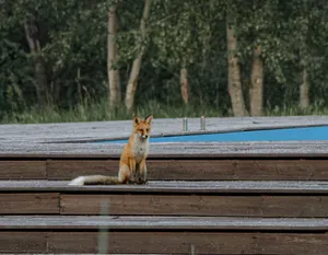 A red fox calmly sitting on wooden steps, surrounded by lush green trees. jigsaw puzzle