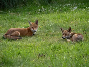 Two red foxes (Vulpes vulpes) lying in lush green grass during daytime, showcasing wildlife in natural habitat. jigsaw puzzle