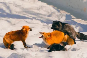 Three playful foxes interacting in a snowy landscape during daylight, showcasing winter wildlife behavior. jigsaw puzzle