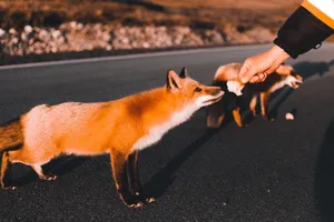 A curious red fox approaches a hand offering food on a rural asphalt road. jigsaw puzzle