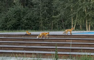 Three red foxes on wooden steps surrounded by lush greenery in a park setting. jigsaw puzzle