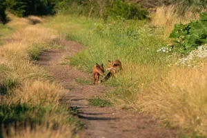 A pair of foxes walking down a grass-lined path during a sunny summer day, showcasing wild nature. jigsaw puzzle