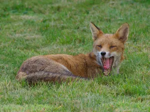 A serene red fox yawns while resting on lush green grass in a natural outdoor setting. jigsaw puzzle
