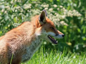 A vibrant red fox captured in side view amidst lush greenery in the wild. jigsaw puzzle