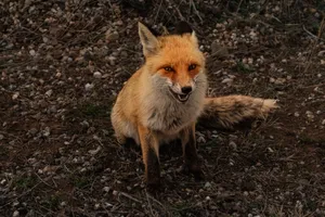 Close-up of a curious red fox sitting on rocky ground, showcasing its vivid fur and keen expression. jigsaw puzzle