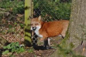 Red fox (Vulpes vulpes) standing near tree in Poing wildlife park, sunny day. jigsaw puzzle