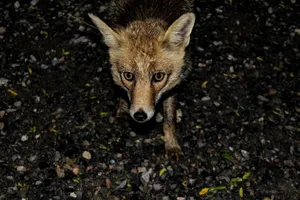 Intense close-up of a curious wild fox on gravel at night, showcasing its alert eyes and fur texture. jigsaw puzzle