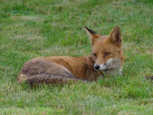 A red fox lies calmly on a lush green grassy field, showcasing its wild beauty. jigsaw puzzle