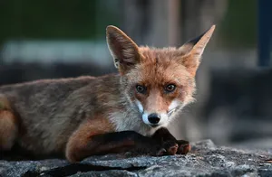 A calm red fox resting on a rock, attentively looking forward in a natural setting. jigsaw puzzle