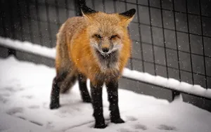 Portrait of a red fox standing in snow, showcasing its striking winter coat and curious gaze. jigsaw puzzle