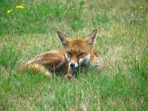 A beautiful red fox peacefully lying in a lush green meadow with vibrant wildflowers. jigsaw puzzle