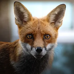 Captivating close-up of a red fox showcasing its vivid eyes and expressive ears. jigsaw puzzle