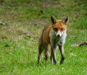 A curious red fox stands alert in a grassy meadow in Rickmansworth, England. jigsaw puzzle