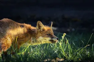 A red fox sneaks through sunlit grass in a serene forest setting, showcasing wildlife behavior. jigsaw puzzle