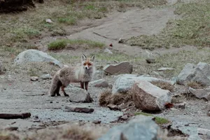 Captivating image of a red fox standing among rocks in the wild landscape of Bușteni, Romania. jigsaw puzzle