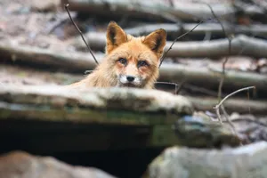 A curious red fox peeks out from its woodland shelter, showcasing natural wildlife behavior. jigsaw puzzle