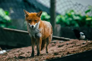 Wild red fox with piercing gaze stands alert in its natural habitat, showcasing vibrant fur and a curious demeanor. jigsaw puzzle