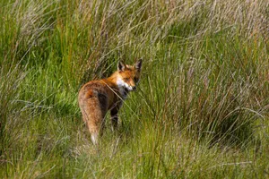 A captivating image of a red fox in its natural habitat, surrounded by tall green grass. jigsaw puzzle