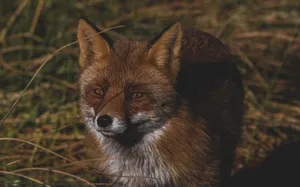 Captivating close-up of a red fox standing in natural habitat. Ideal for wildlife photography enthusiasts. jigsaw puzzle