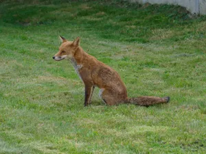 A red fox sits calmly on a lush green lawn, showcasing its natural habitat and adaptability. jigsaw puzzle