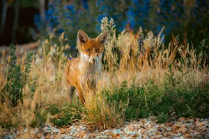 A wild fox camouflaged in a vibrant grassland setting, showcasing its natural beauty. jigsaw puzzle