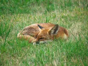 A serene red fox peacefully sleeping in a lush green meadow. Perfect for wildlife inspirations. jigsaw puzzle