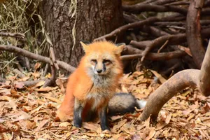 A red fox sits among fallen leaves in an autumn forest setting. jigsaw puzzle