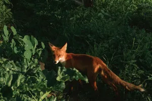 A red fox stands amidst green foliage in natural daylight, capturing wildlife essence. jigsaw puzzle