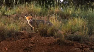 A beautiful red fox standing among grass in Tabriz, Iran. Perfect wildlife capture. jigsaw puzzle